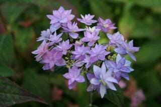 Les Hortensias du Haut Bois Hydrangea serrata Stellata hortensia fleurs doubles