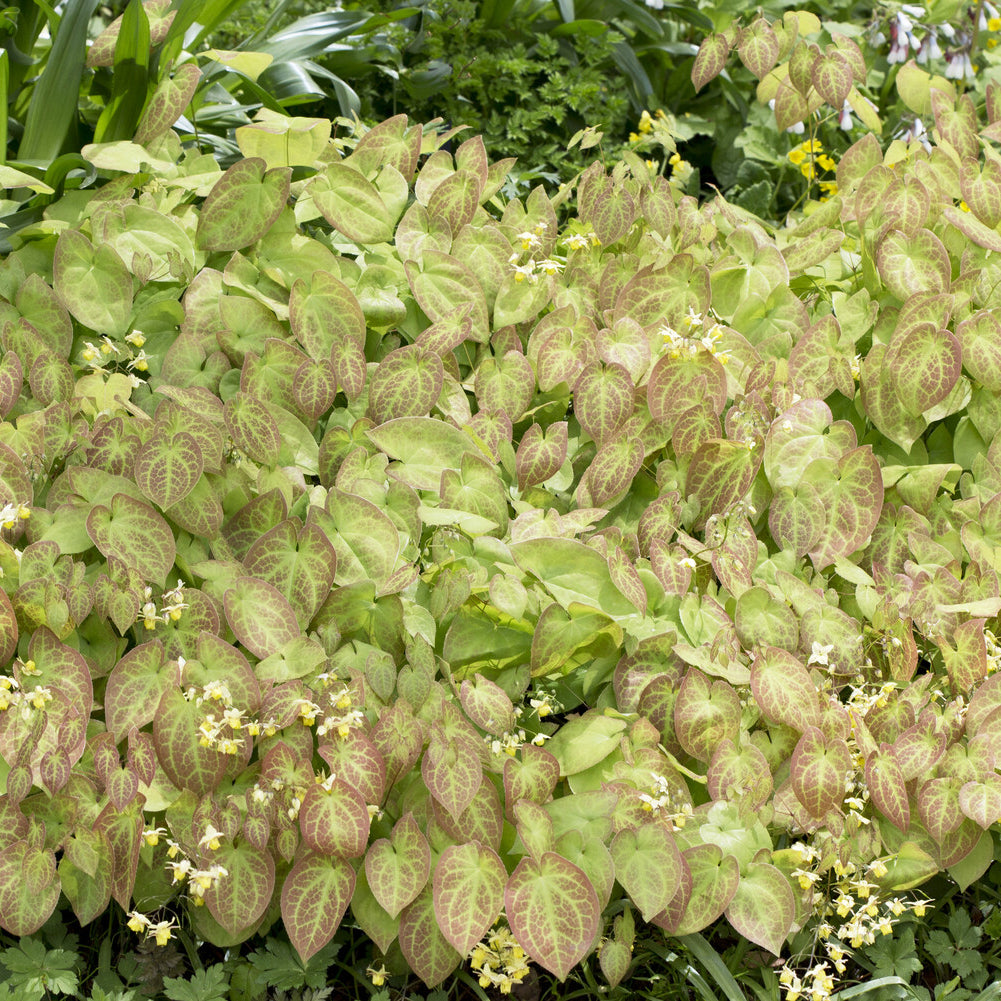 Bakker Epimedium Sulphureum vivace pot Ø 9cm couvre-sol ombre