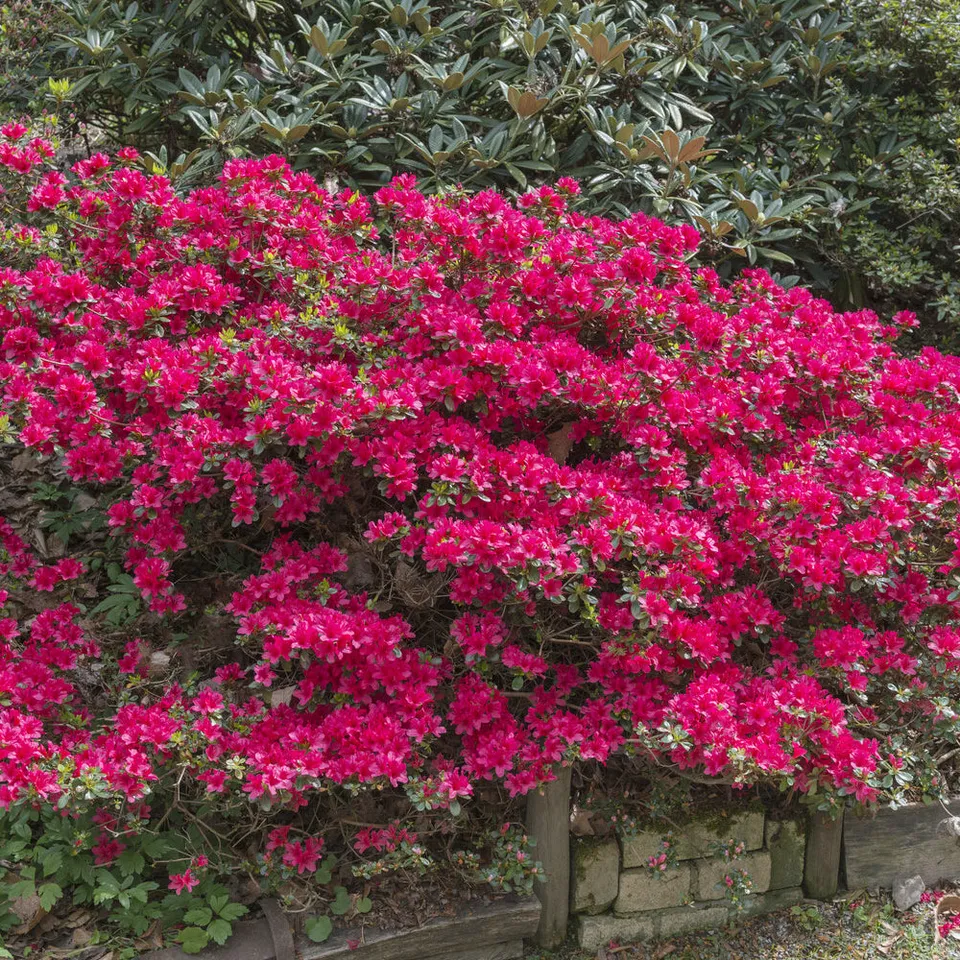 Bakker Azalée Japon Hino Crimson arbuste pot 9cm fleur rouge