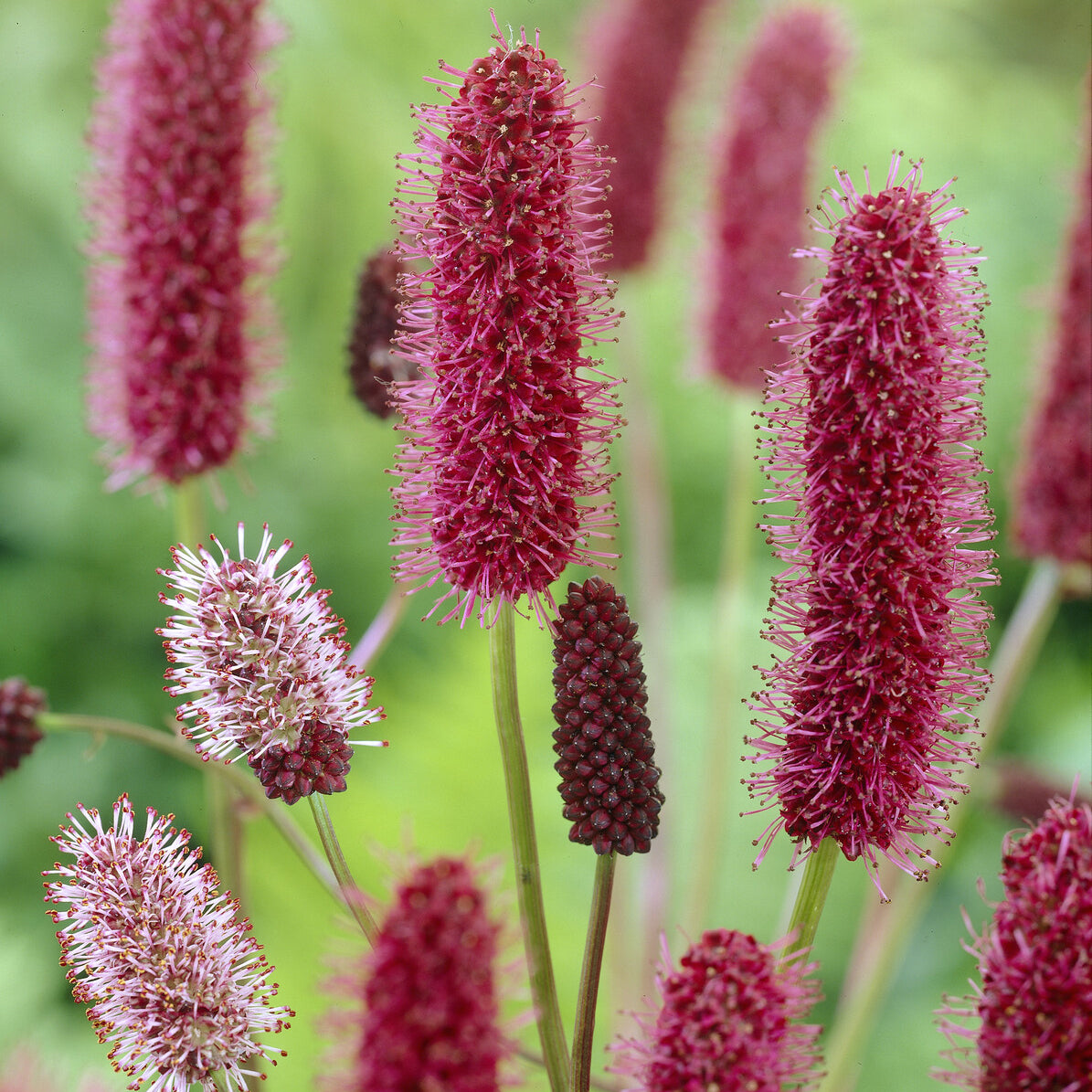 Bakker Pimprenelle Alaska Sanguisorba pot 9 cm