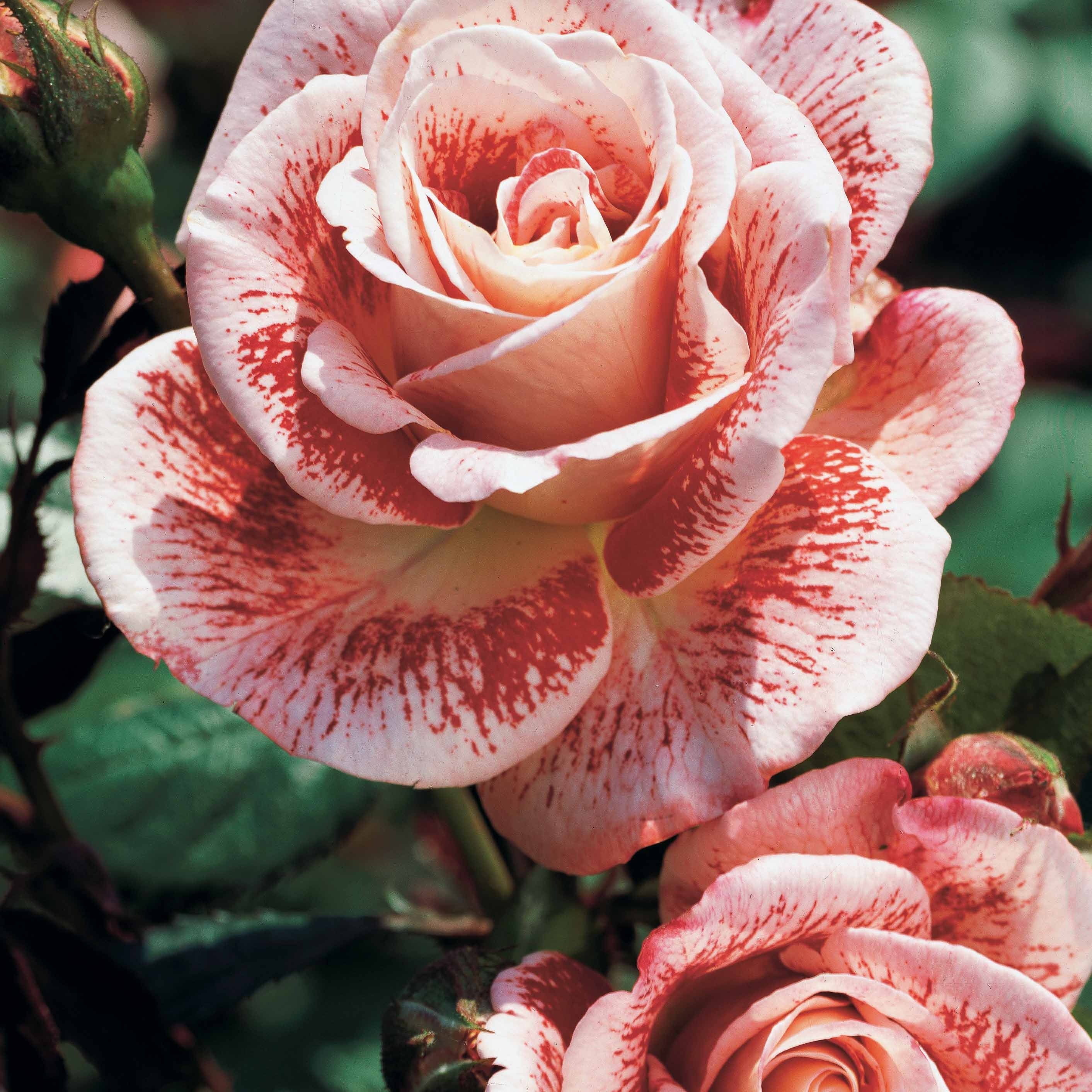 Bakker Rosiers Osiria Famosa Double Delight 3 mottes parfumé