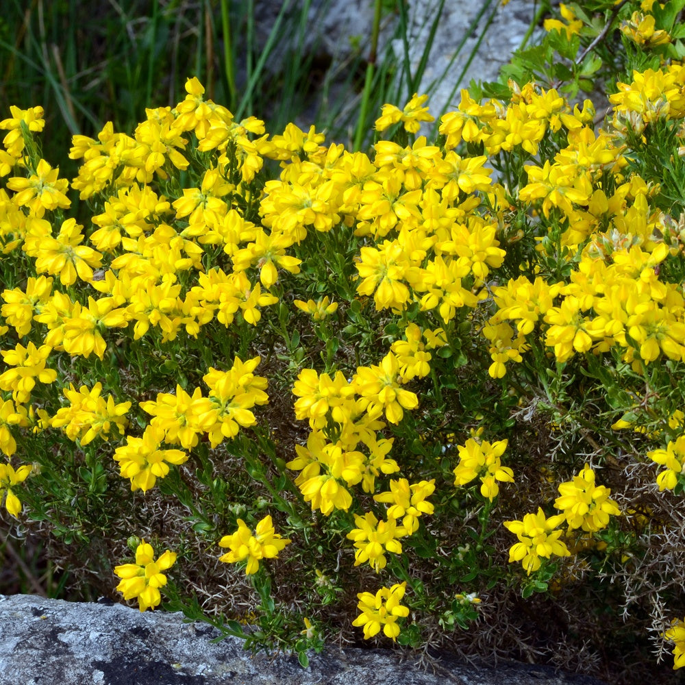 Bakker Genêt Espagne arbuste jaune pot 2L 25-30cm