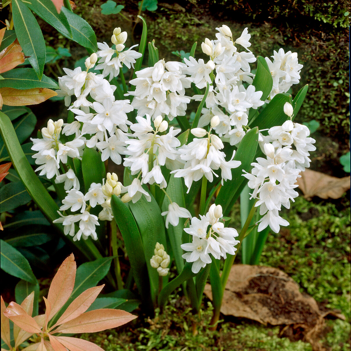 Bakker Bulbes 20 Puschkinia blancs bulbe fleurs sachet