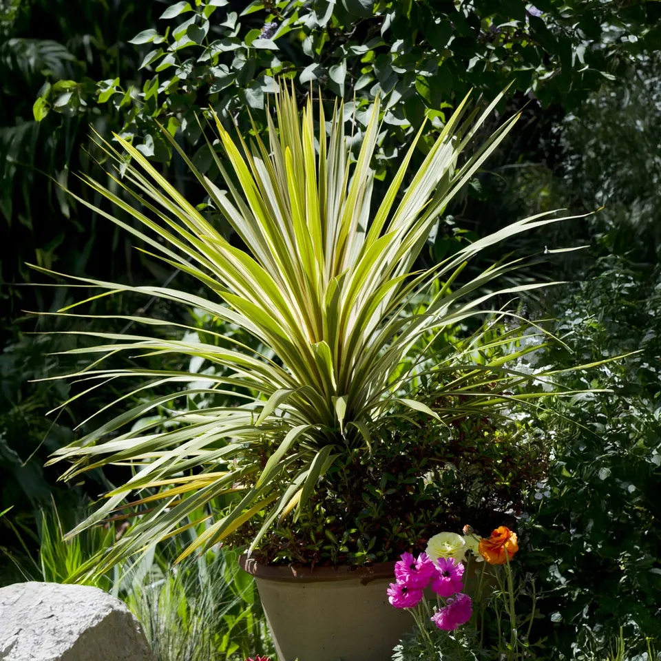 Bakker Cordyline australis Torbay Dazzler pot 9cm crème