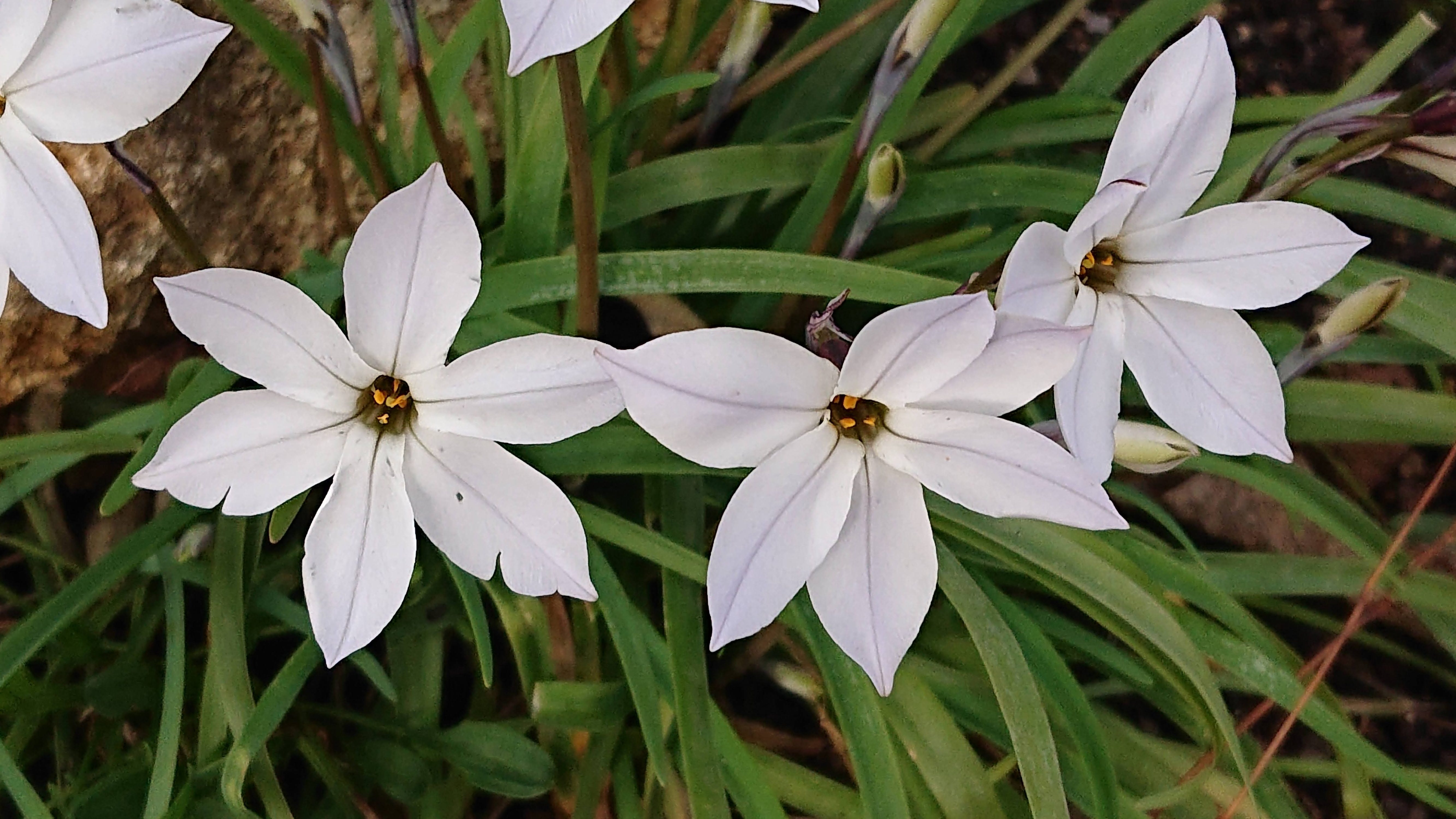 Passion Vivaces IPHEION plante bulbeuse fleurs étoilées parfumées godet