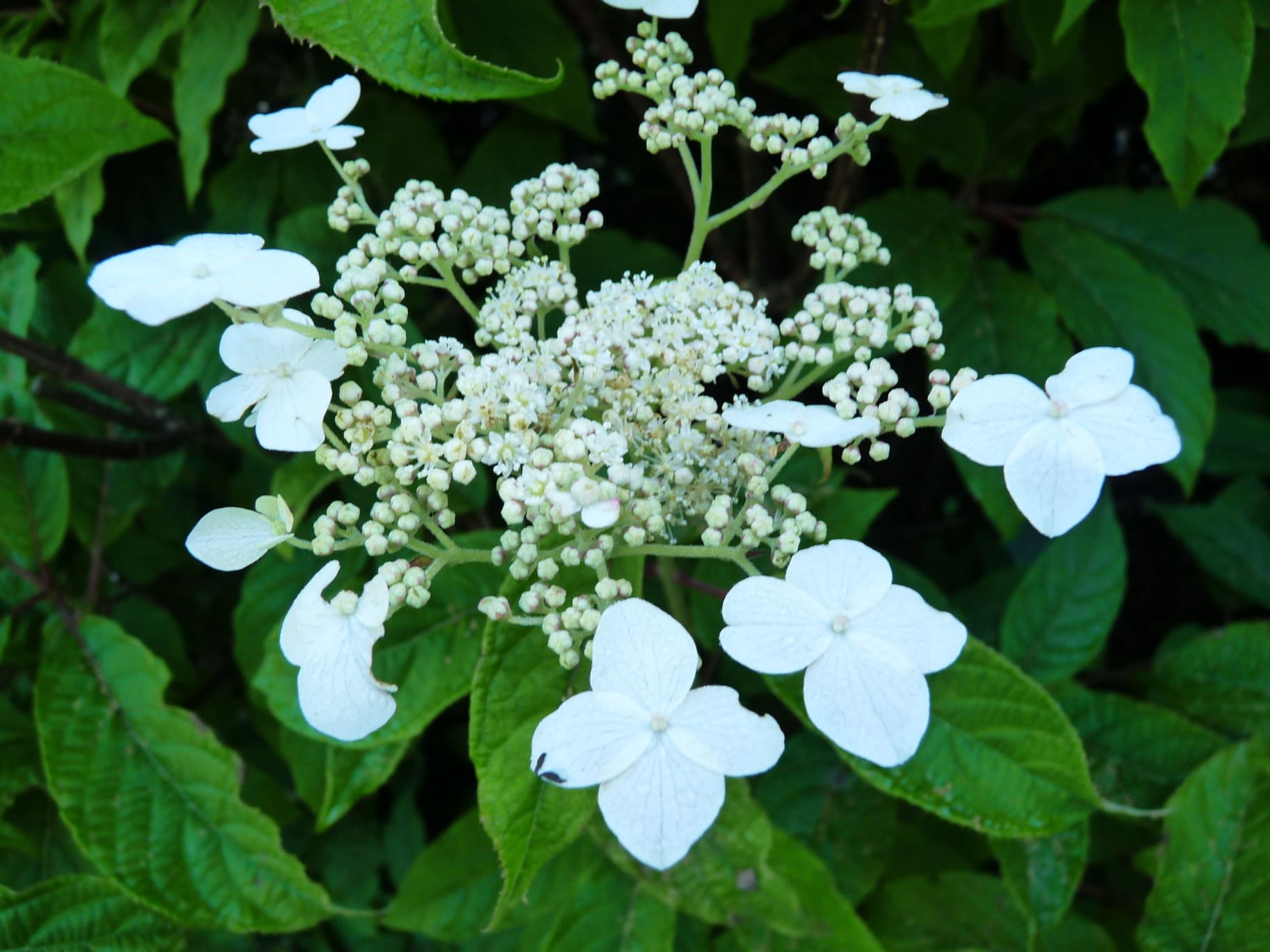 Les Hortensias du Haut Bois Morrey's Form hortensia fleurs plates