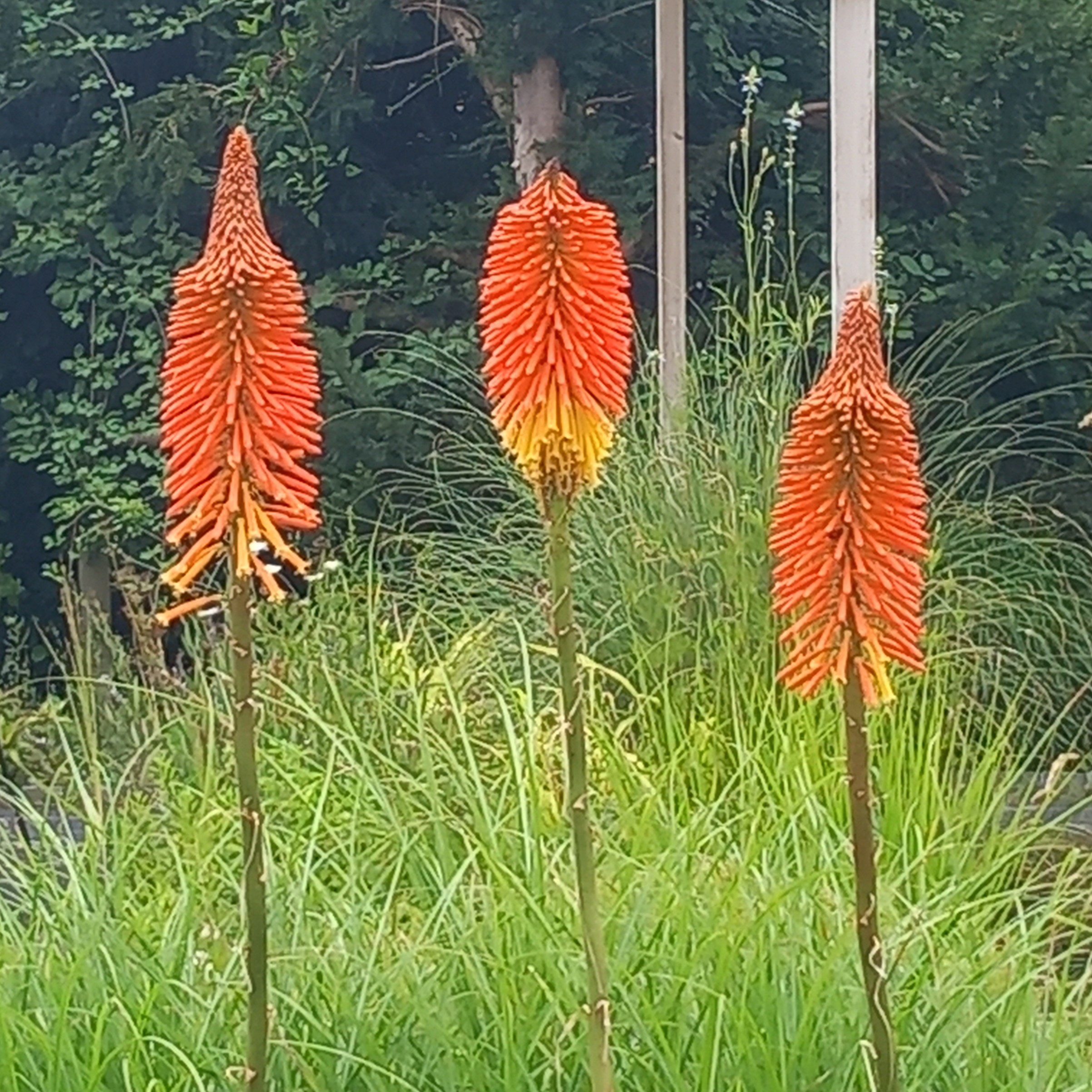 Passion Vivaces Kniphofia nobilis tritoma géant rustique pot