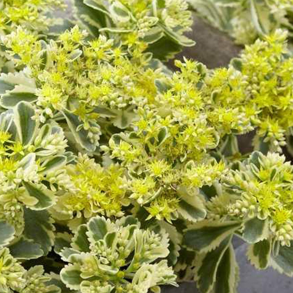 Bakker Sedum Atlantis orpin panaché plante vivace pot 9cm