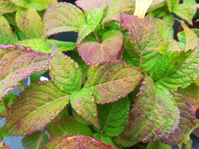Veerle Hydrangea serrata hortensia de montagne rustique
