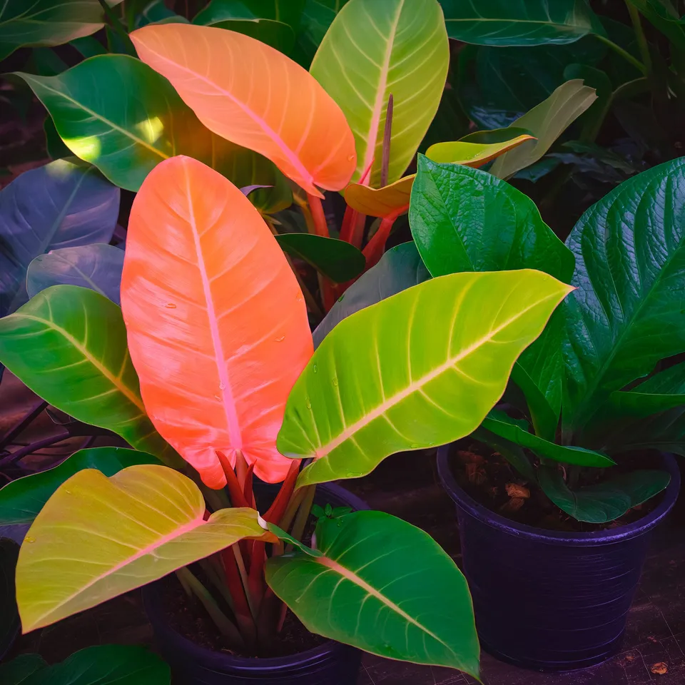 Bakker Prince of Orange philodendron d'intérieur pot Ø12cm orange