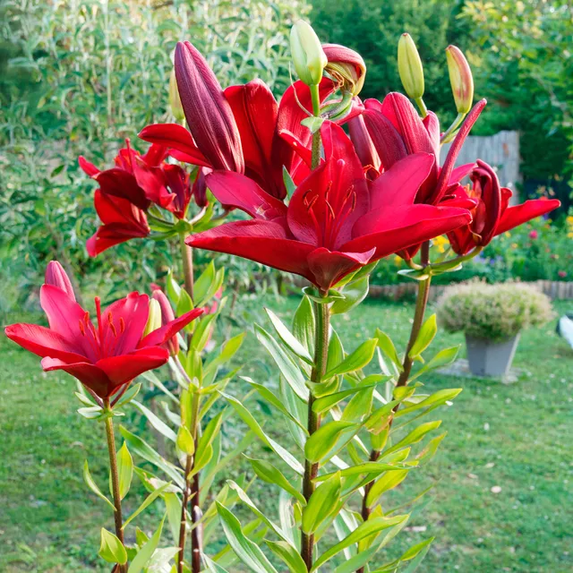 Bakker Lis asiatique rouge 2 bulbes sans parfum