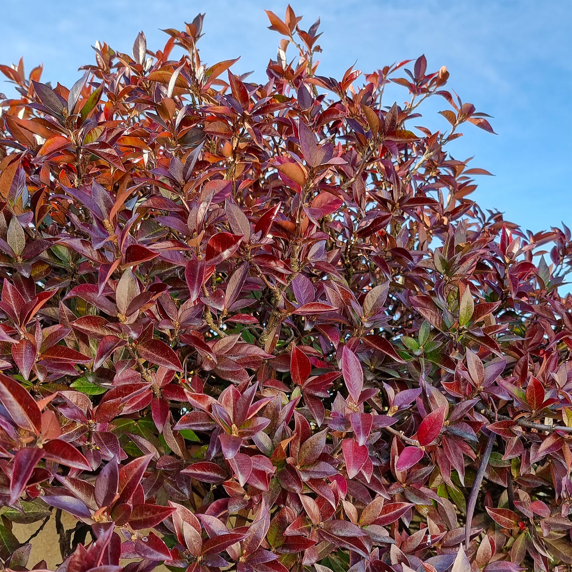 Bakker Winter Ruby jasmin étoilé grimpante pot 1,5L feuillage rouge