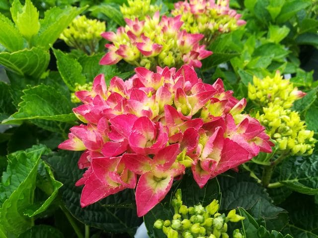 Les Hortensias du Haut Bois Dalian hortensia boules roses