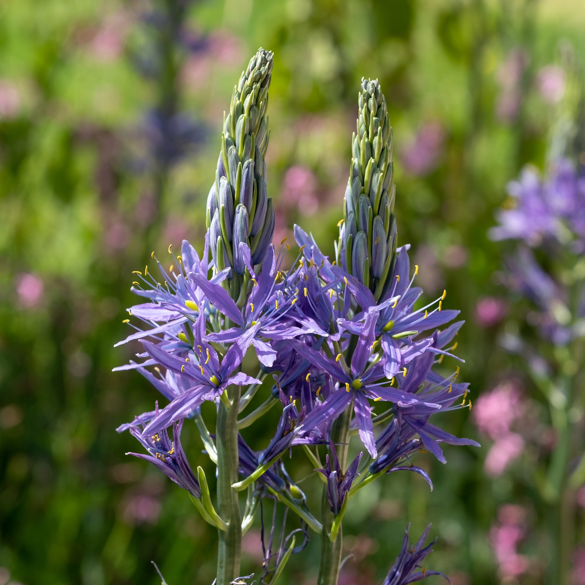 Bakker Camassies de Leichtlin à fleurs bleues bulbes 3 bulbes mellifère