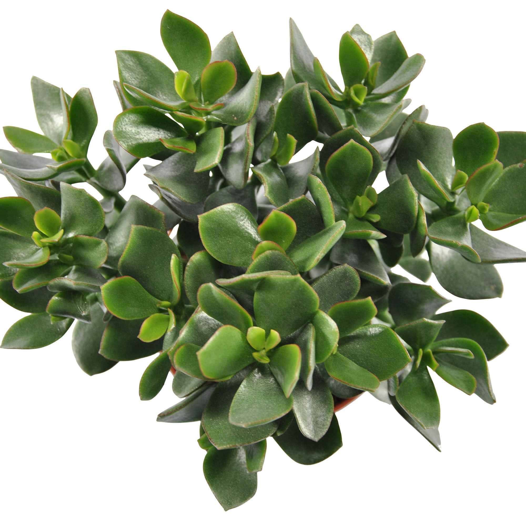 Bakker Crassula ovata Hulk arbre de jade pot 12cm
