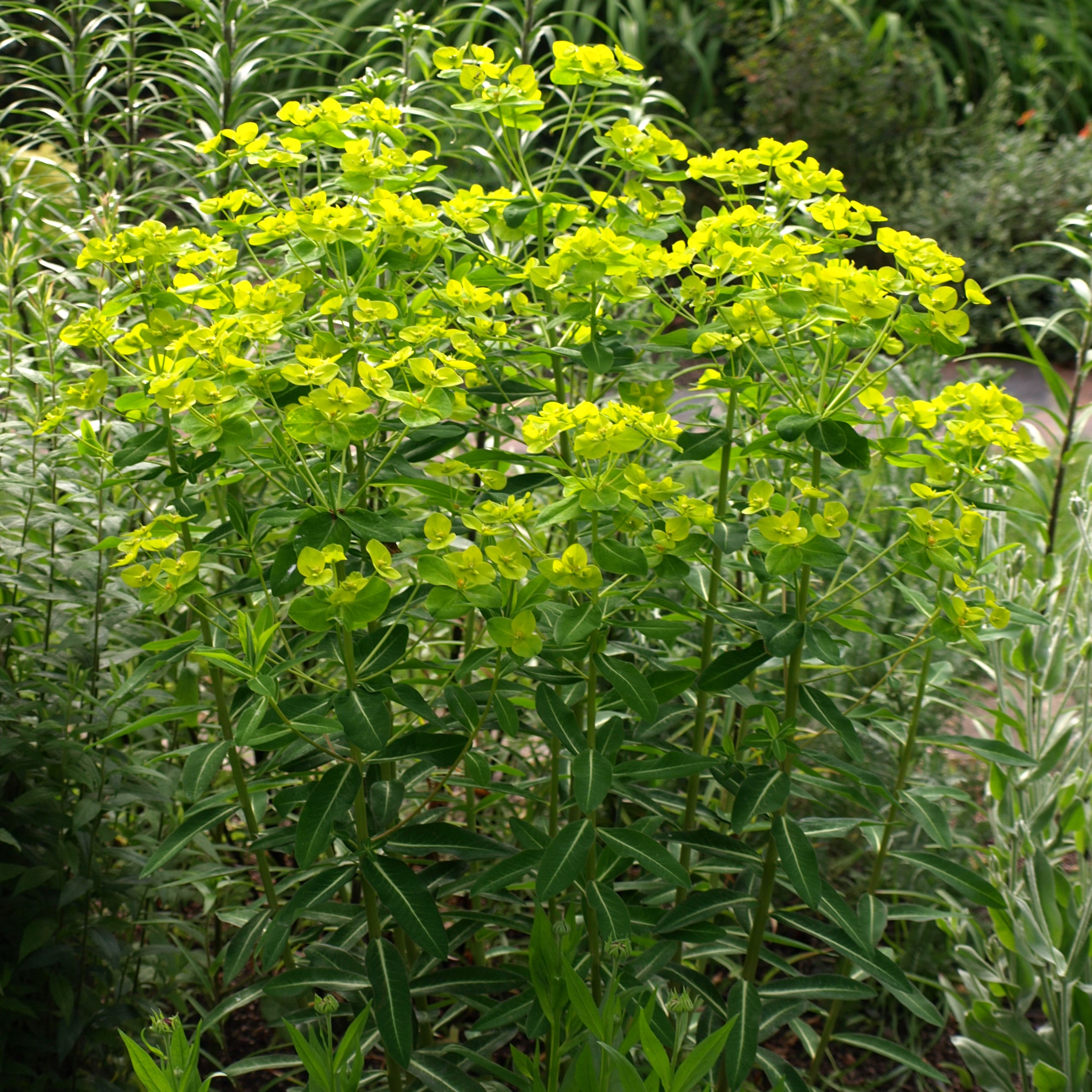 Passion Vivaces Euphorbia wallichii euphorbe bractées jaunes 1L