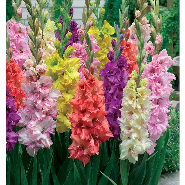 Bakker Glaïeuls frisés gladiolus 25 bulbes 10cm+ mélange
