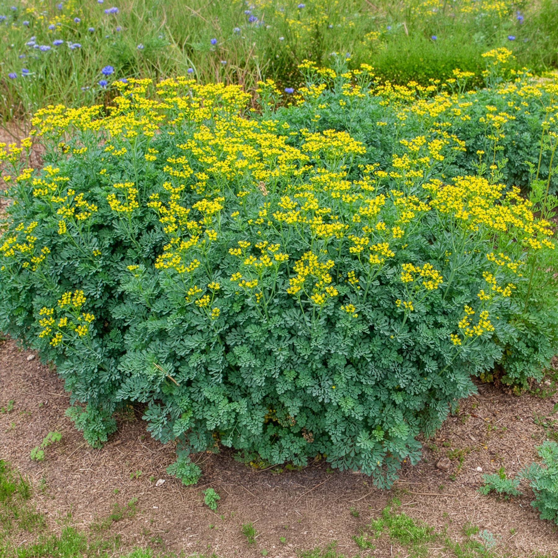 Bakker Rue des Jardins vivace pot Ø 9cm feuillage bleuté