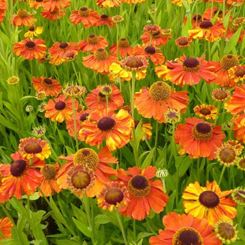 Bakker Hélénie Sahin's Early Flowerer vivace orange pot 9cm