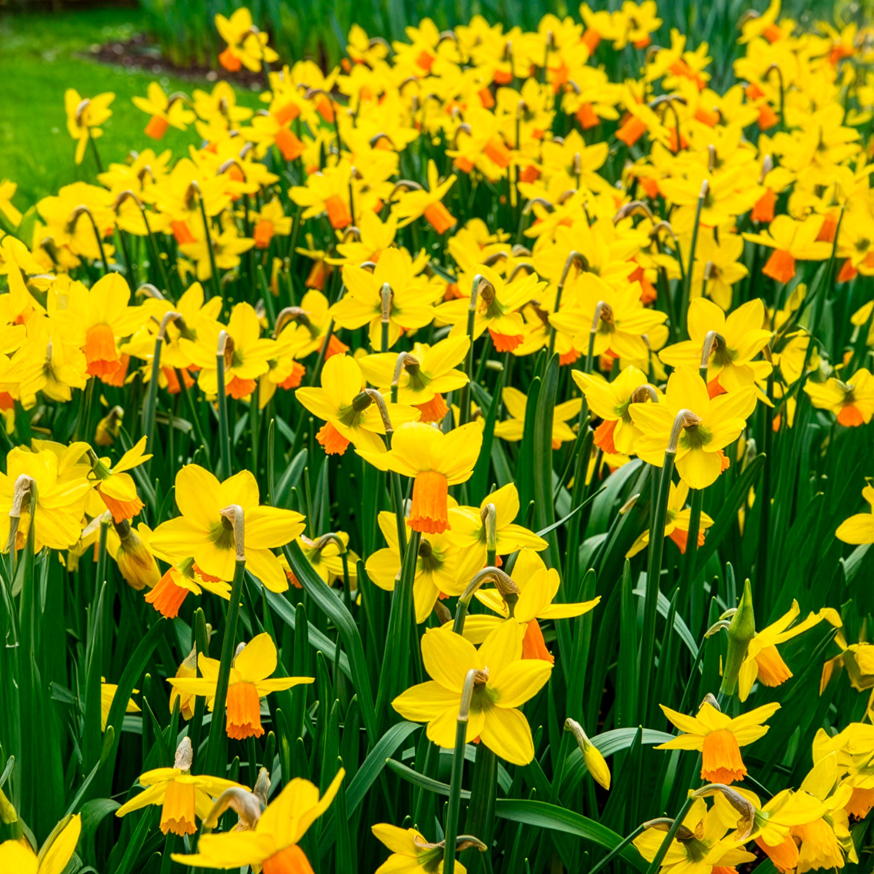 Bakker Mini-narcisse Jet Fire bulbe jaune 5 bulbes