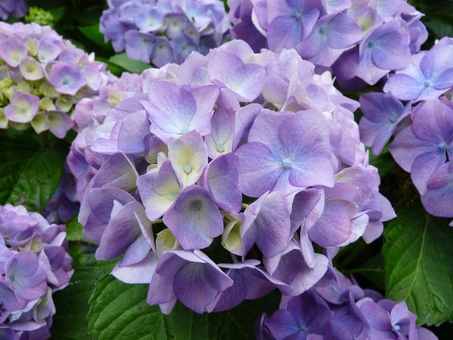 Les Hortensias du Haut Bois Kluis Superba hortensia fleurs rondes