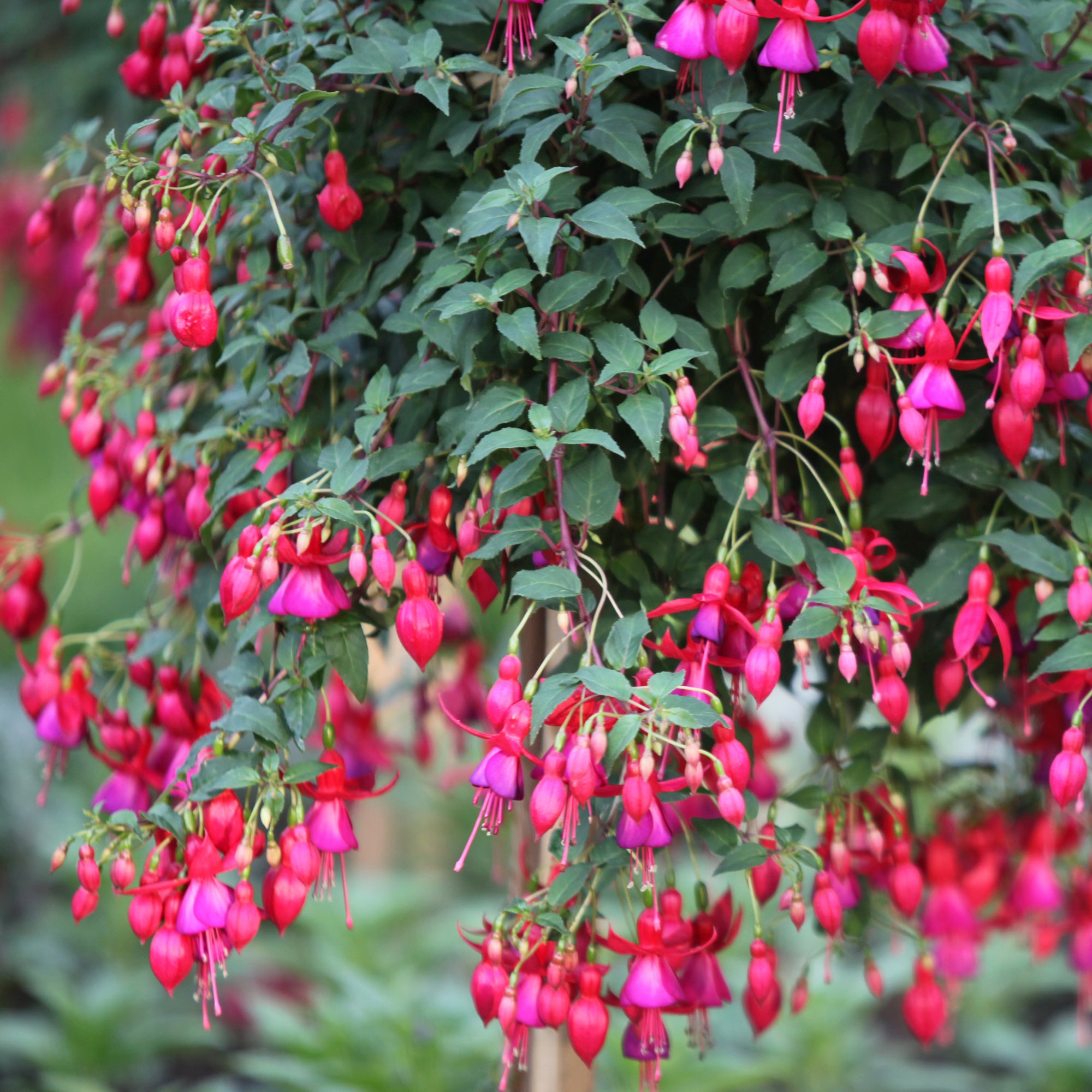 Bakker 3 Fuchsias Brilliant retombants 3 pots Ø9cm roses