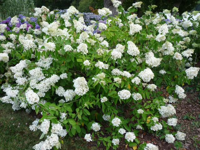 Les Hortensias du Haut Bois Grandiflora hortensia paniculata godet