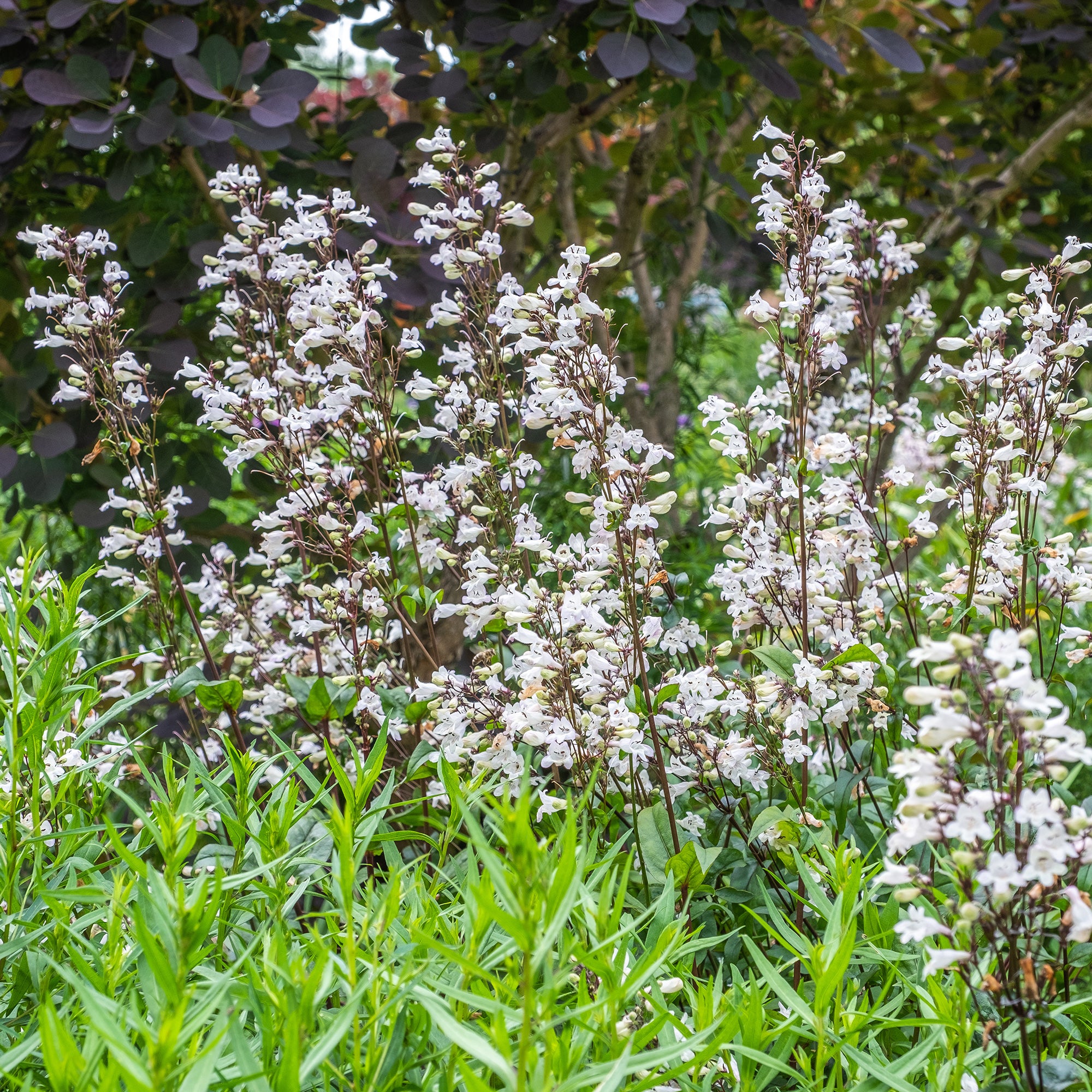 Bakker Husker Red galane penstemon pot 9cm fleurs blanches