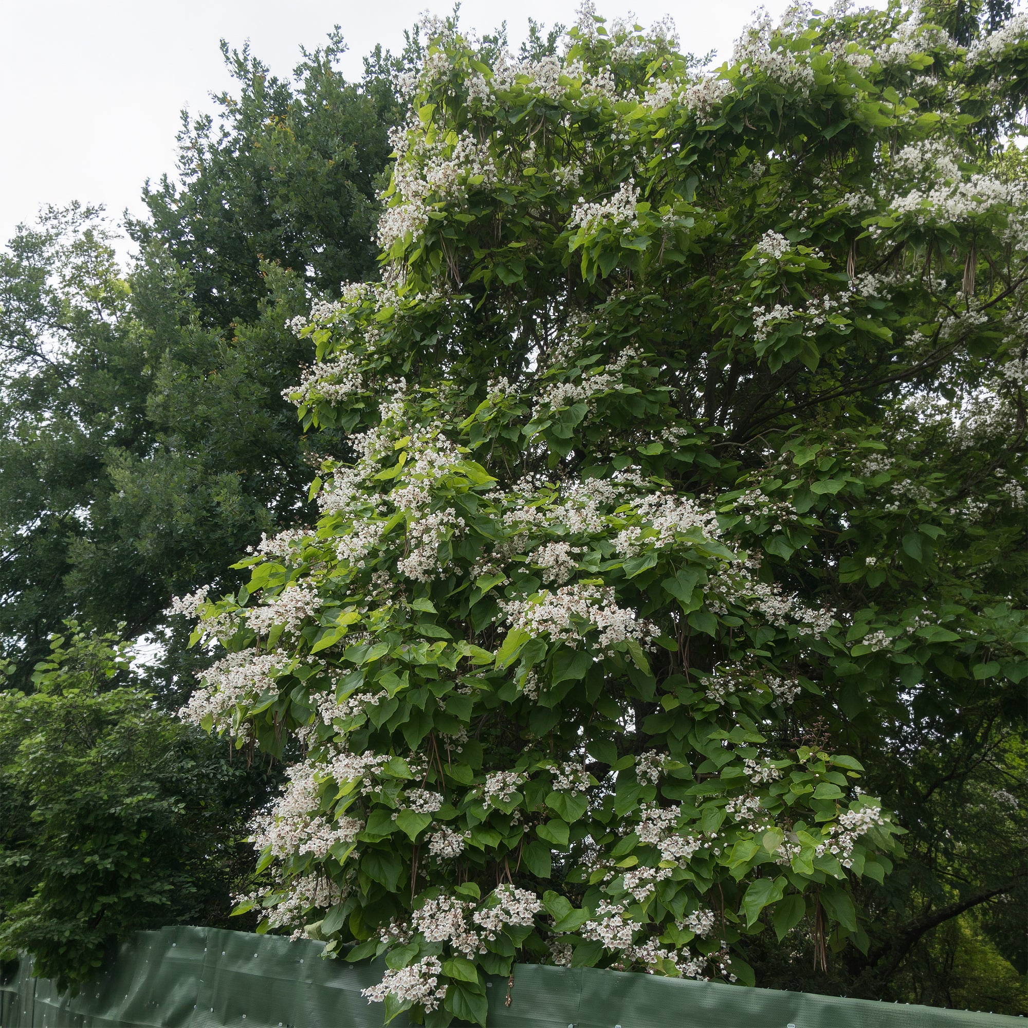 Bakker Catalpa commun racine nue 80-100cm blanc