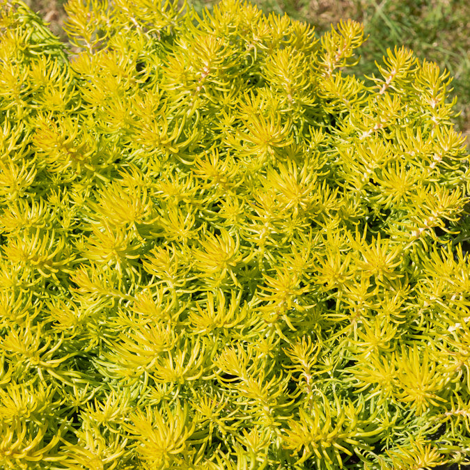 Bakker Angelina sedum des rochers plante pot 9cm doré