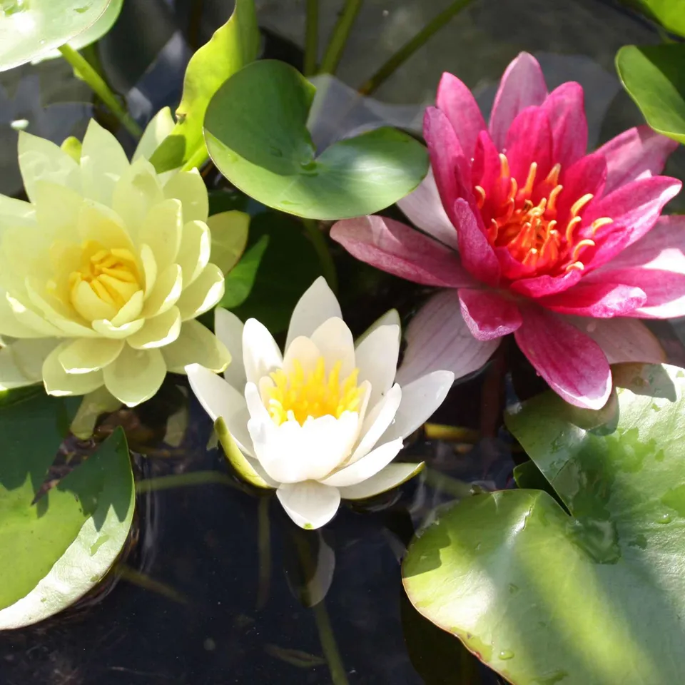 Bakker Nénuphars roses jaunes blancs 3 pots Ø 9cm bassin