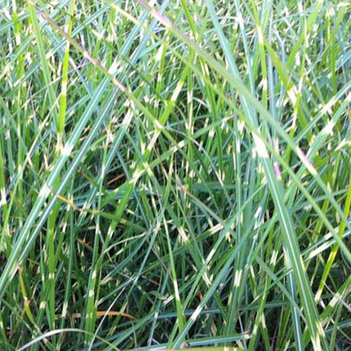 Bakker Eulalie Pünktchen miscanthus graminée pot Ø9cm