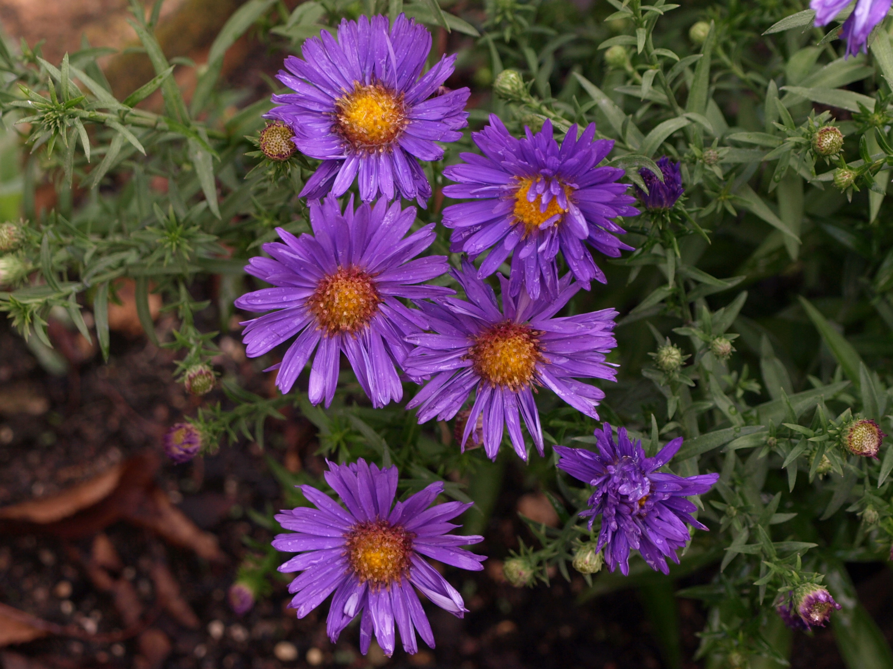 Passion Vivaces Aster dumosus Augenweide vivace violette godet