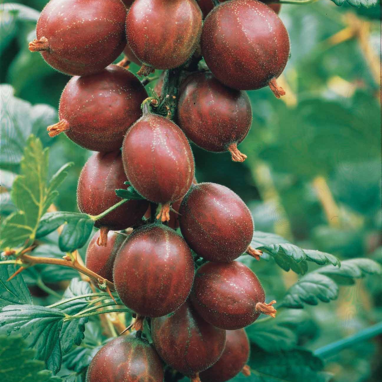 Bakker Fruitiers groseillier Hinnonmäki Röd sur tige racine nue rouge