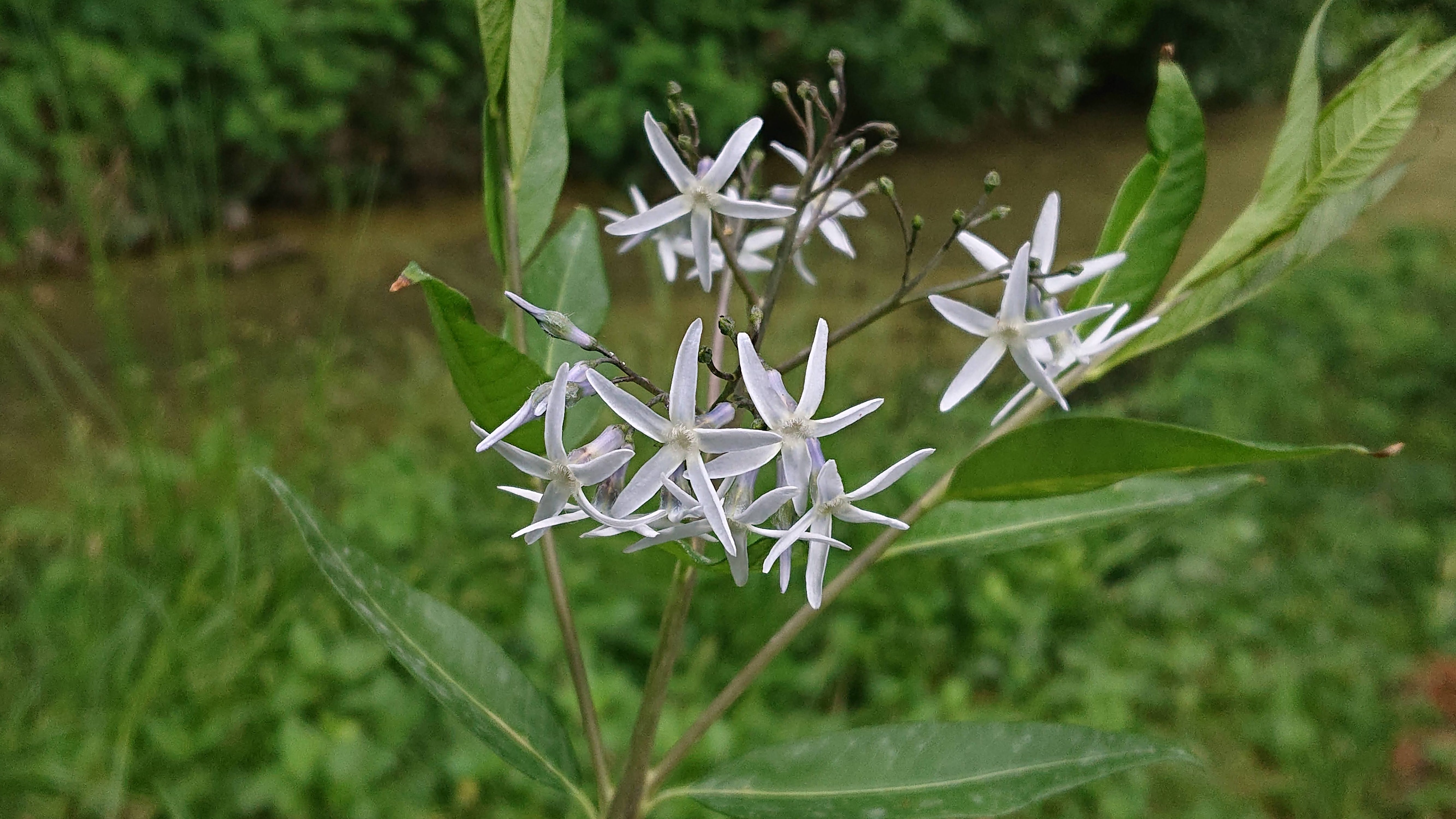 Passion Vivaces Amsonia tabernaemontana amsonie pot 1 litre bleue