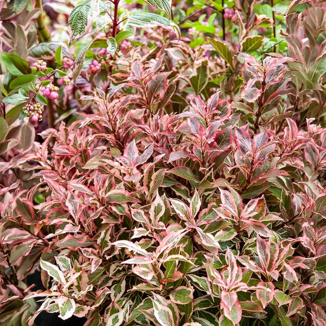 Bakker Weigélia Monet arbuste panaché pot 4,5L rose