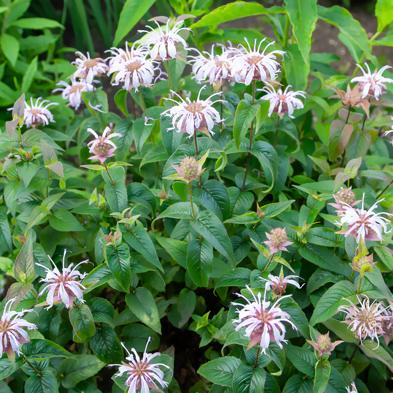 Bakker Monarde bradburiana Bergamote vivace violette pot 9cm