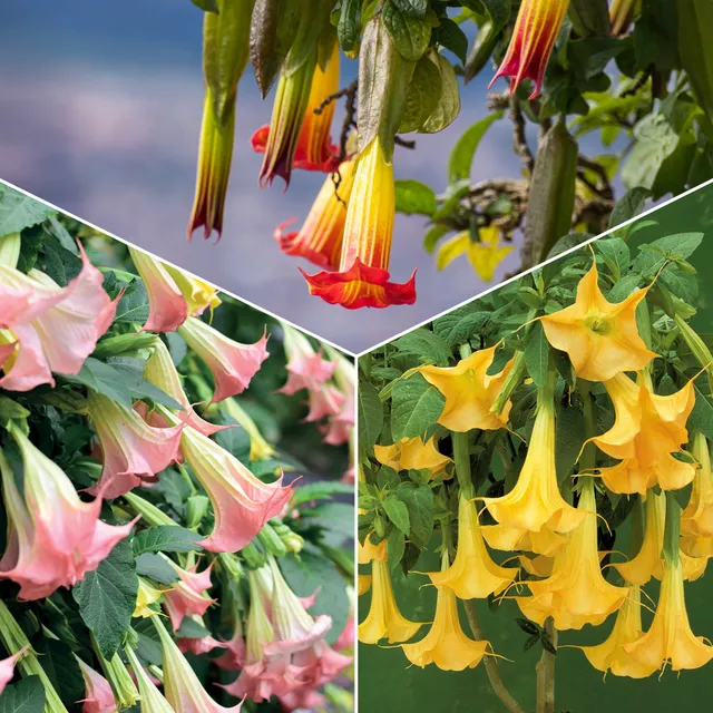 Bakker Brugmansias collection arbuste 3 pots 9cm mixte