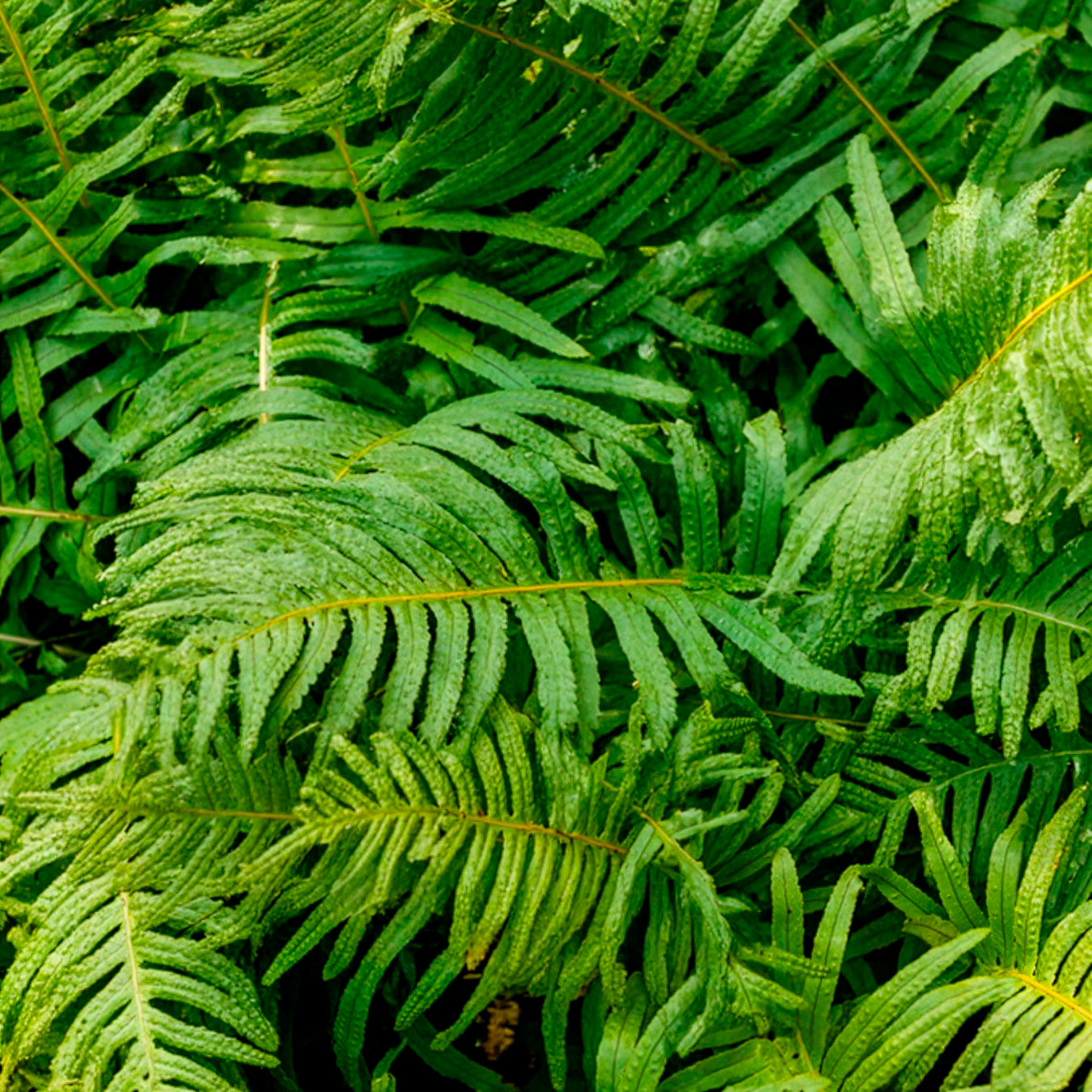 Bakker Polypode commun fougère persistante pot Ø 9 cm
