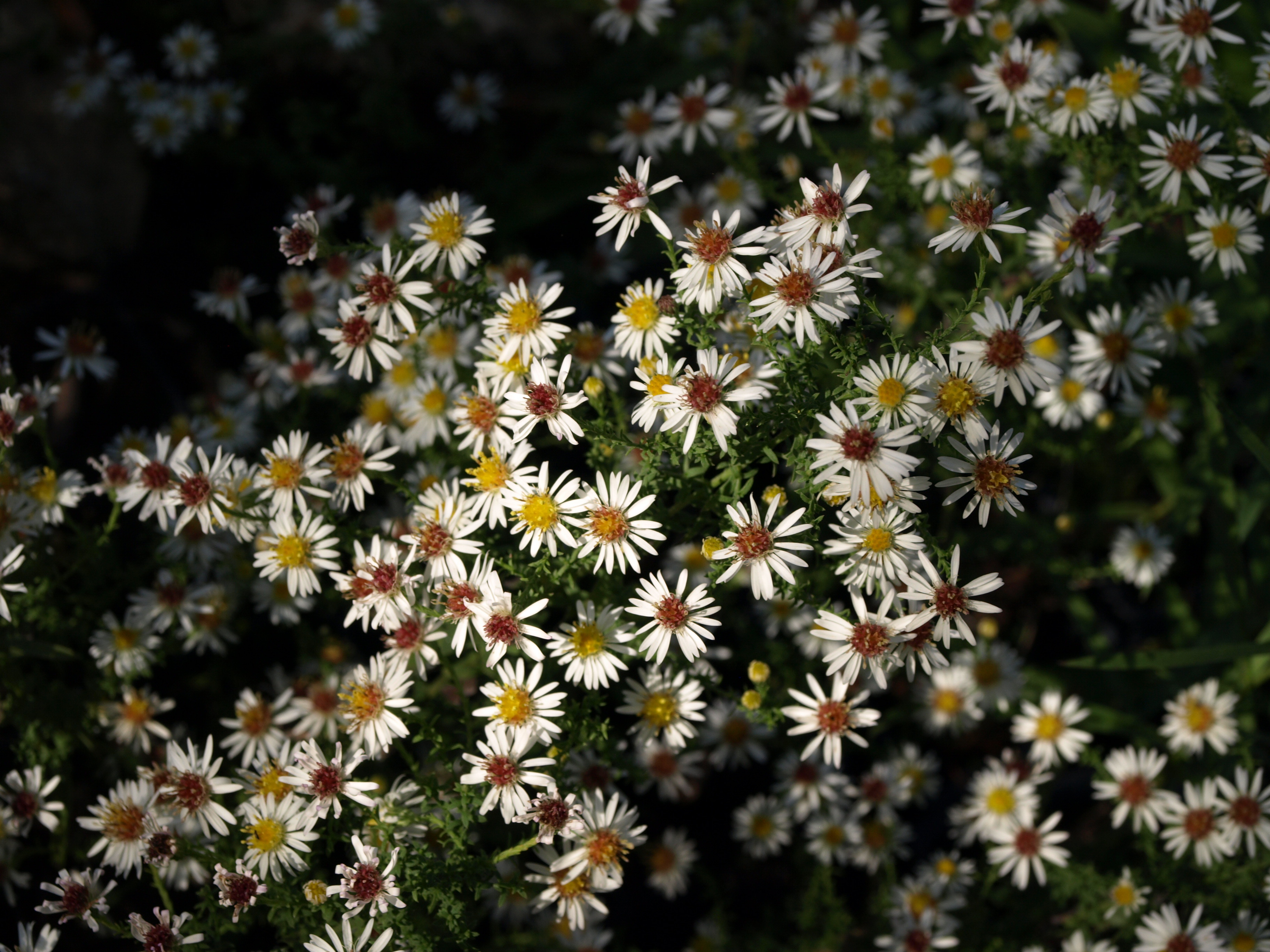 Aster ericoides Cinderella plante vivace godet fleurs blanches