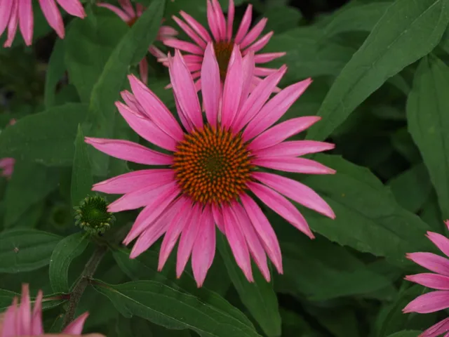 Passion Vivaces ECHINACEA purpurea Pica Bella vivace godet