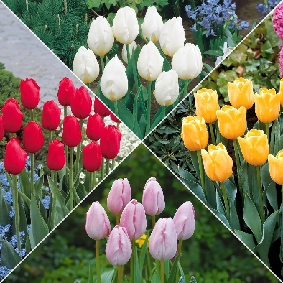 Bakker Collection 20 Tulipes longues tiges bulbe mélange