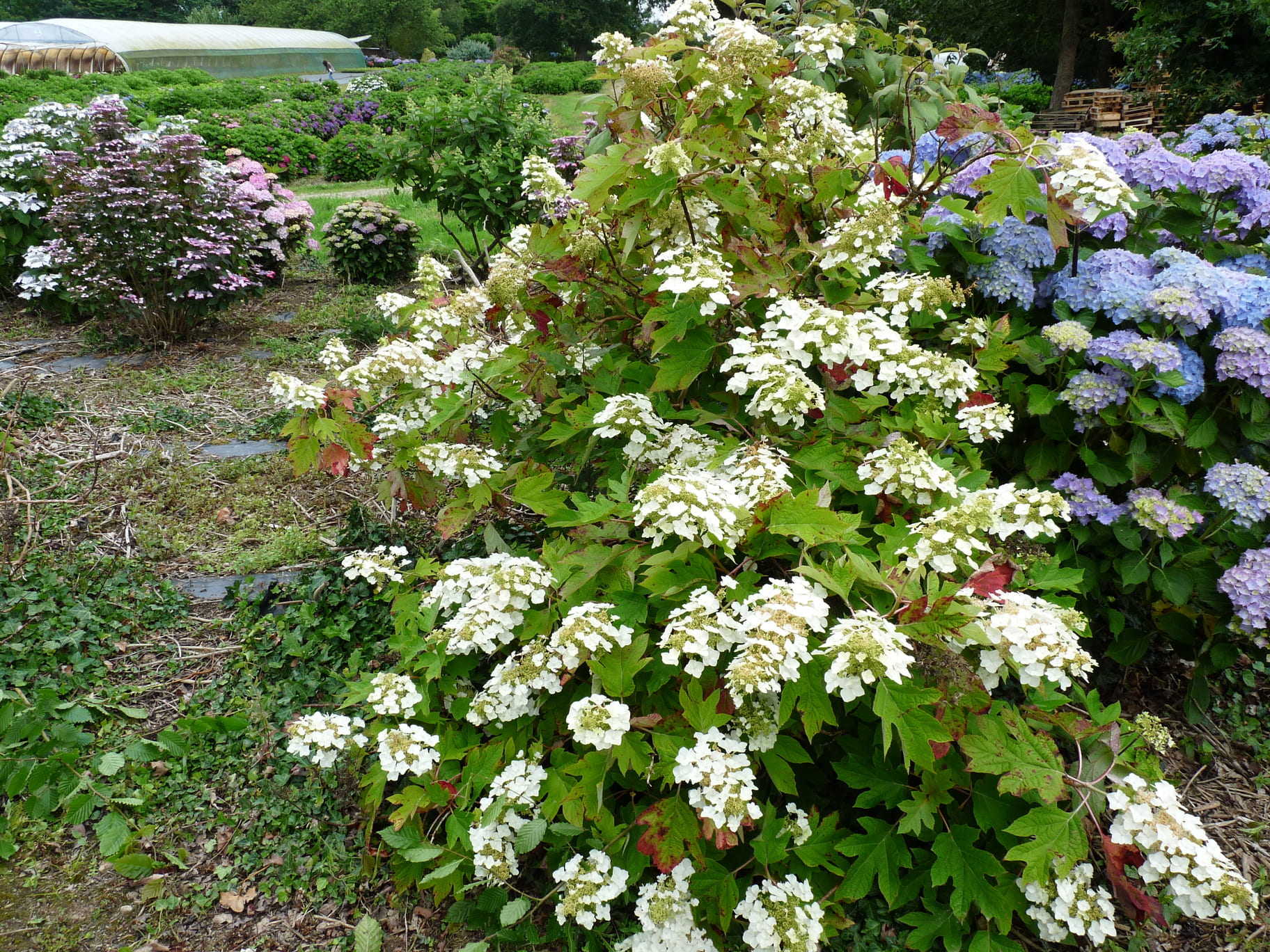 Les Hortensias du Haut Bois Tennessee hortensia feuille chêne