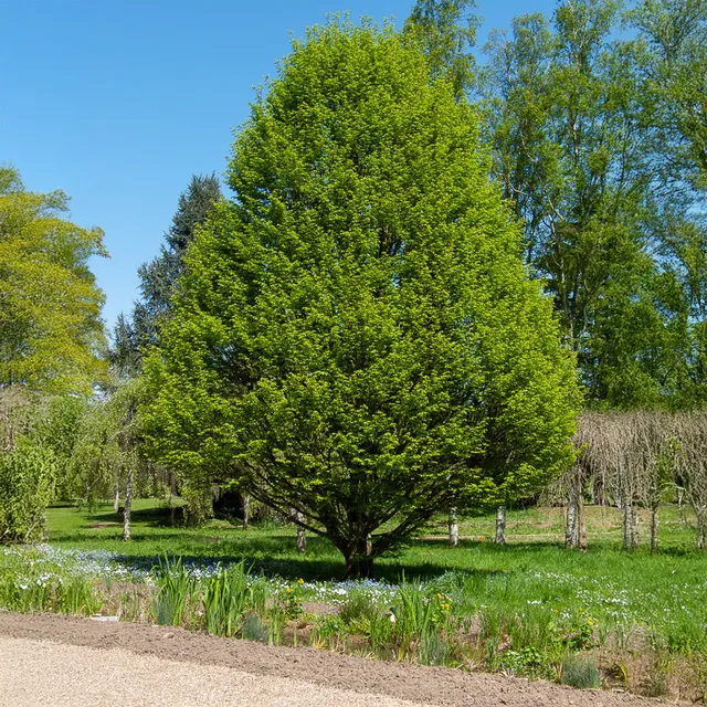 Bakker Charme fastigié arbre colonnaire pot 2L 100-125cm