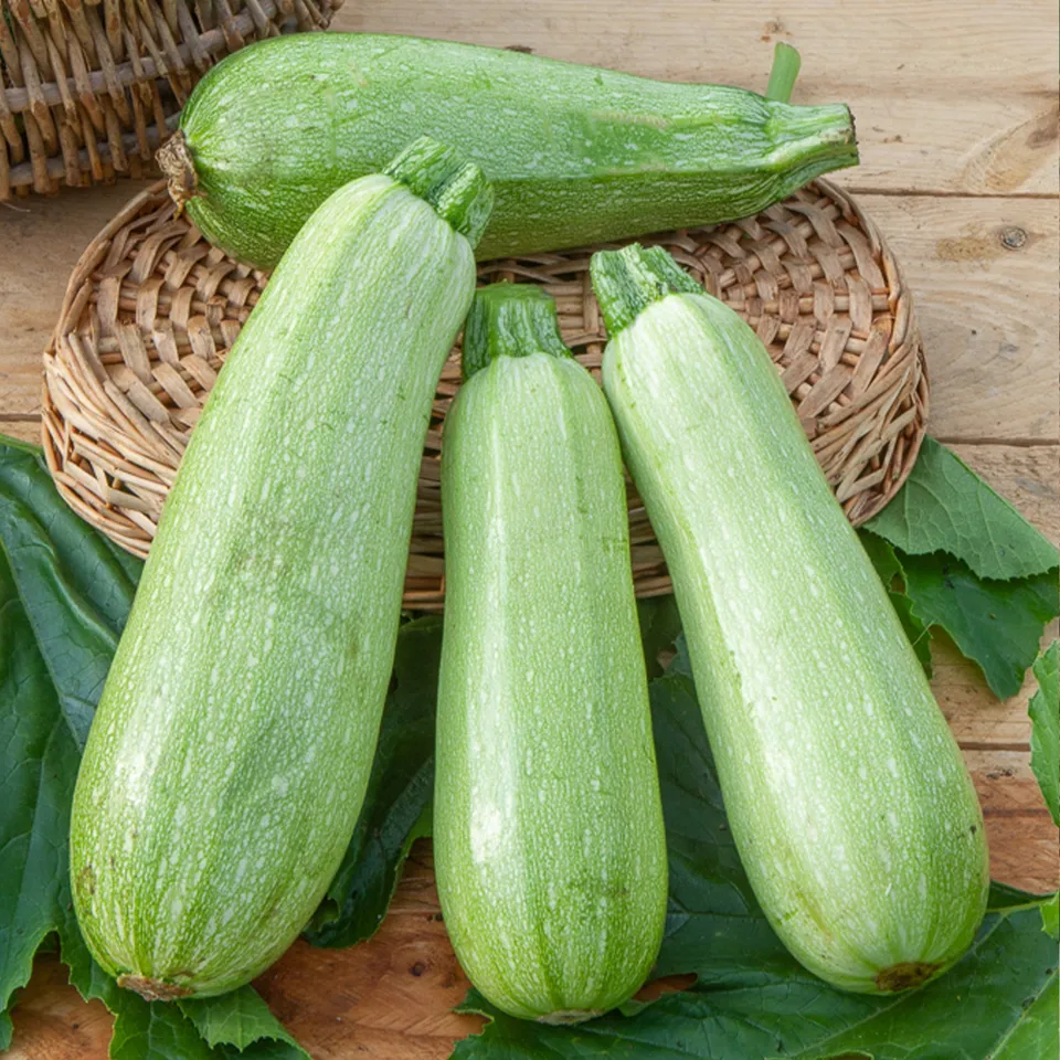 Bakker Courgette Grey Griller F1 graines sachet 8 graines ferme