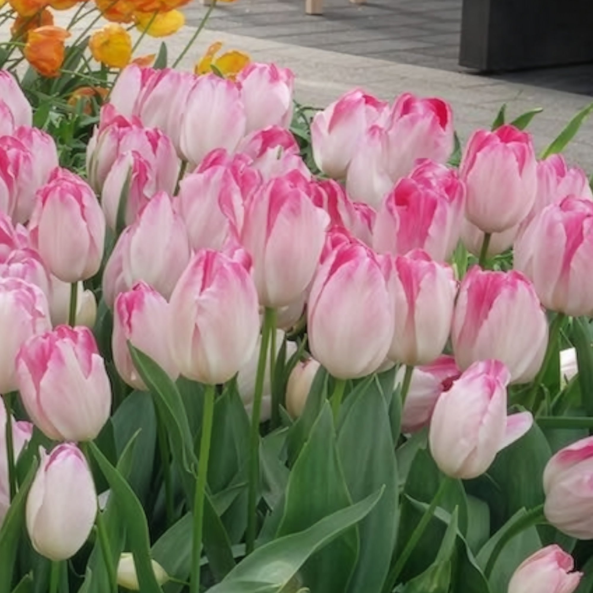 Bakker Supri Erotic tulipe rose 10 bulbes 11cm+
