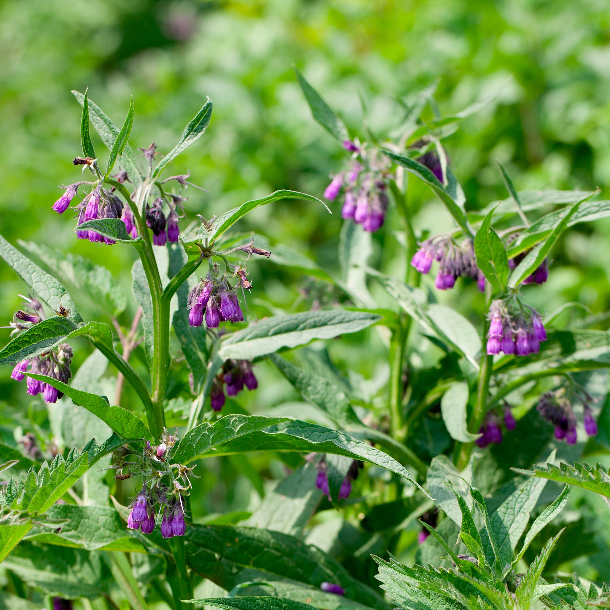 Bakker Consoude officinale Purpureum plante vivace pot 8cm violet