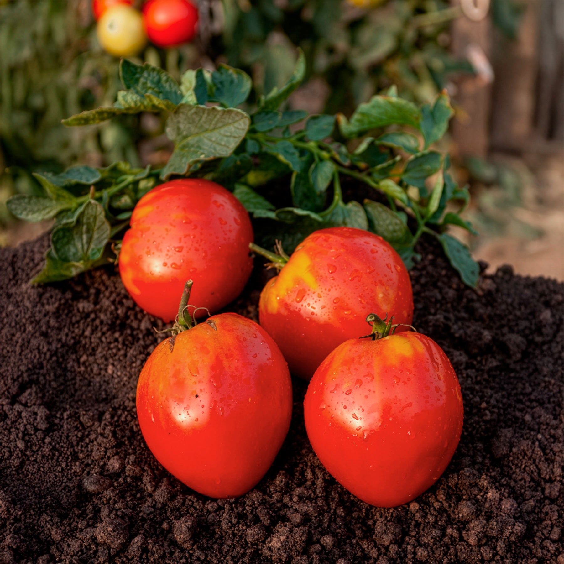 Bakker Tomate Coeur de Boeuf charnue sachet 1.5g 450 graines potager