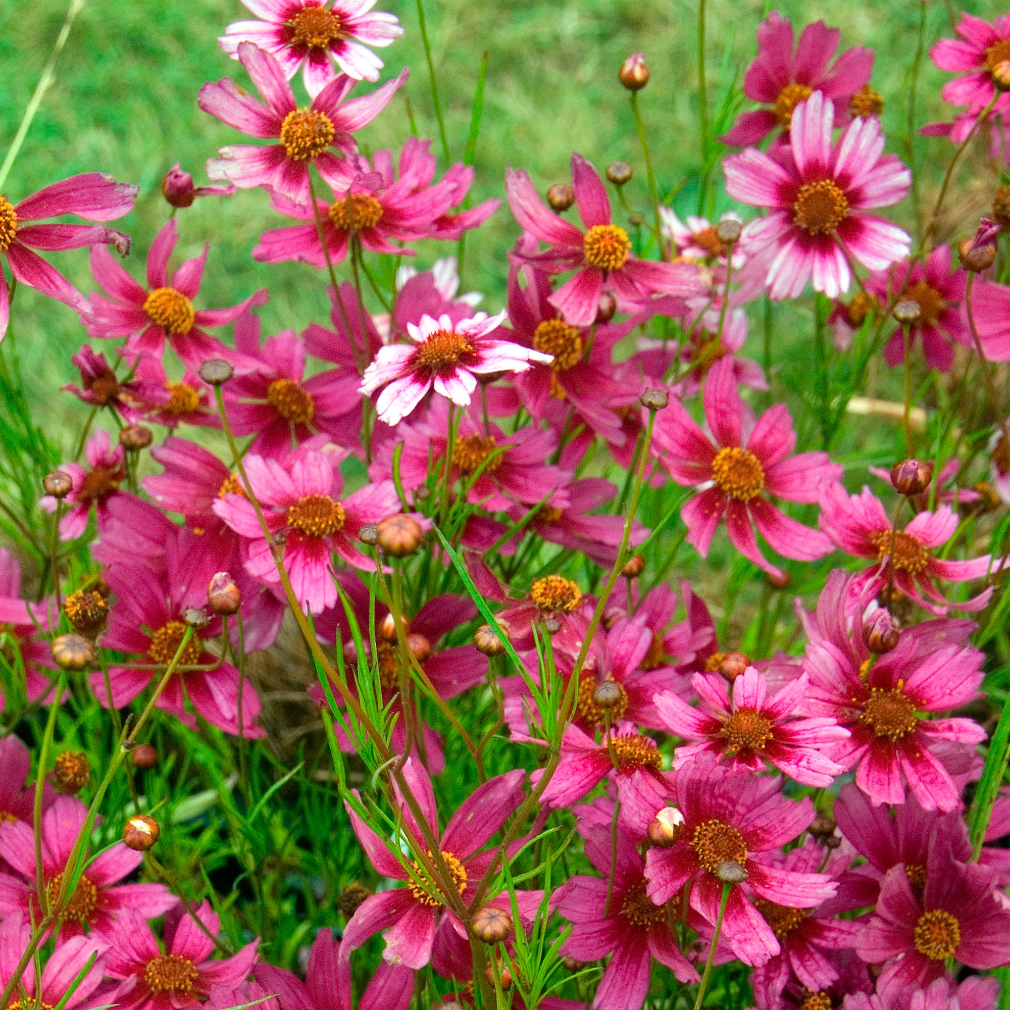 Bakker Coreopsis rose Heaven's Gate vivace pot Ø 9cm