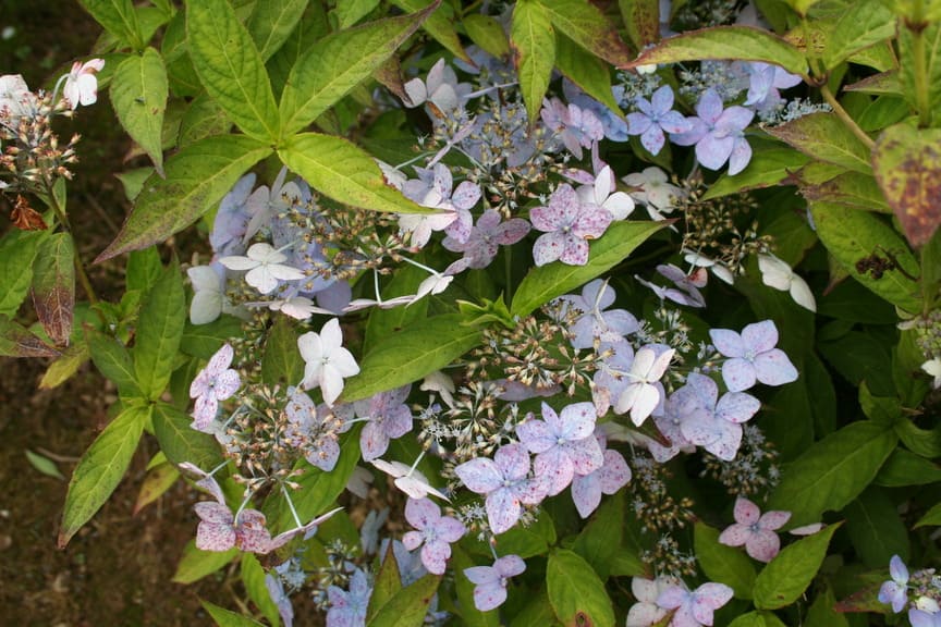 Les Hortensias du Haut Bois Thumbergii hortensia serrata godet